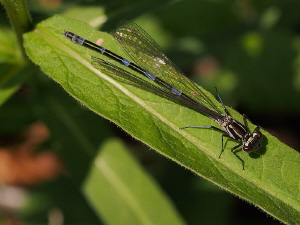 Damselfly (3 of 4):
Now ready to fly and ...
(Coenagriu... by Chris Krambeck 